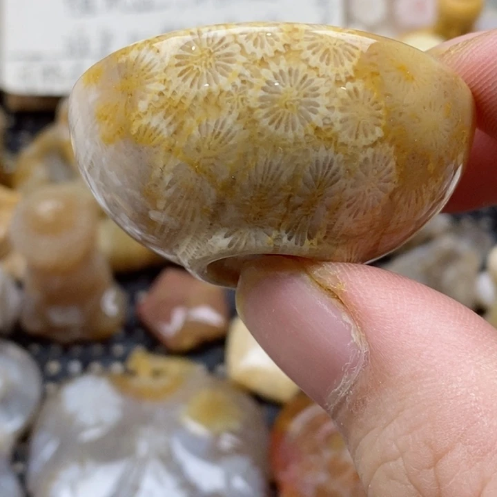颈饰未镶嵌硅化珊瑚（珊瑚玉）