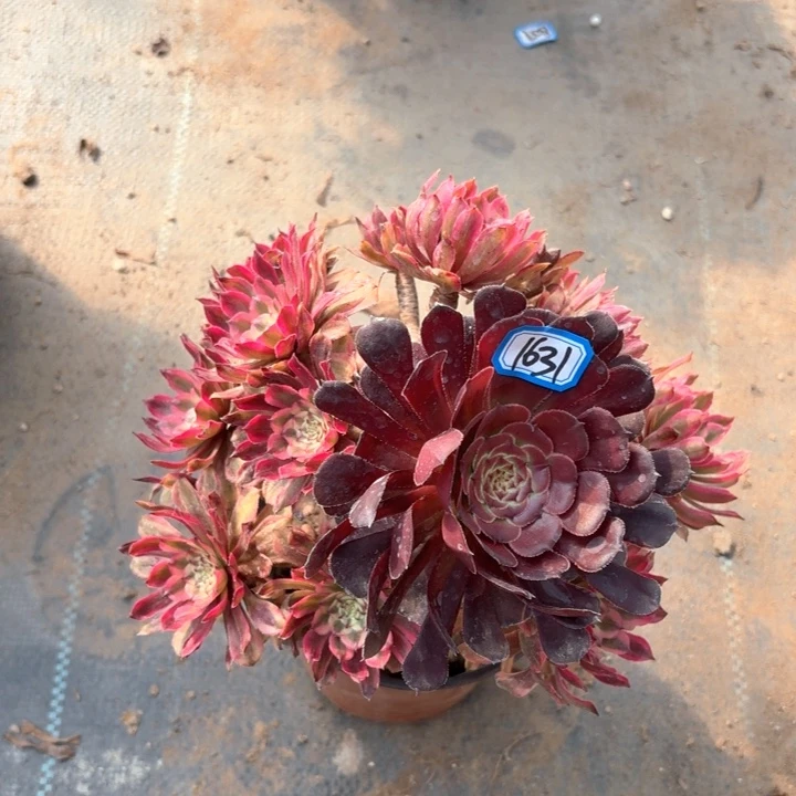 粉初恋阴阳朵1631法师多肉满20包邮