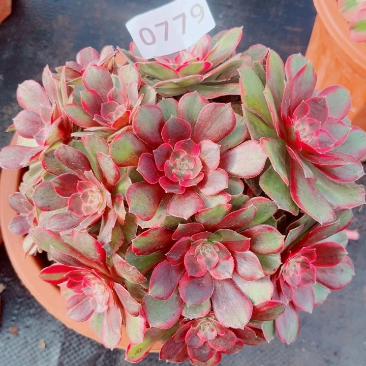 倾城之恋特价多肉