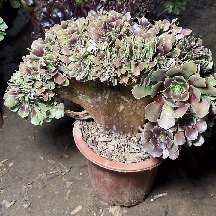 多肉植物魅瑰缀29