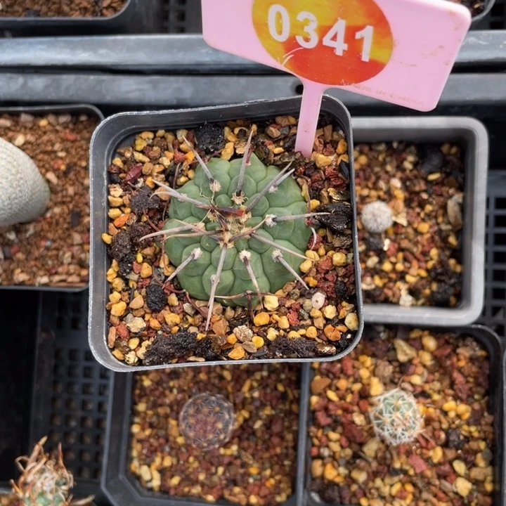 虫***虫实生一本03410341