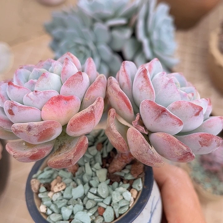 漫漫雪0969多肉植物