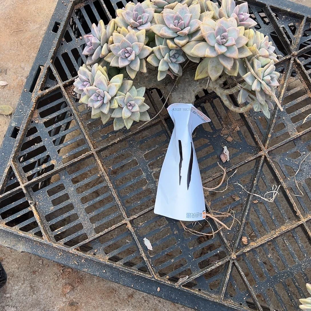 三***u淡雪多肉11一物一拍