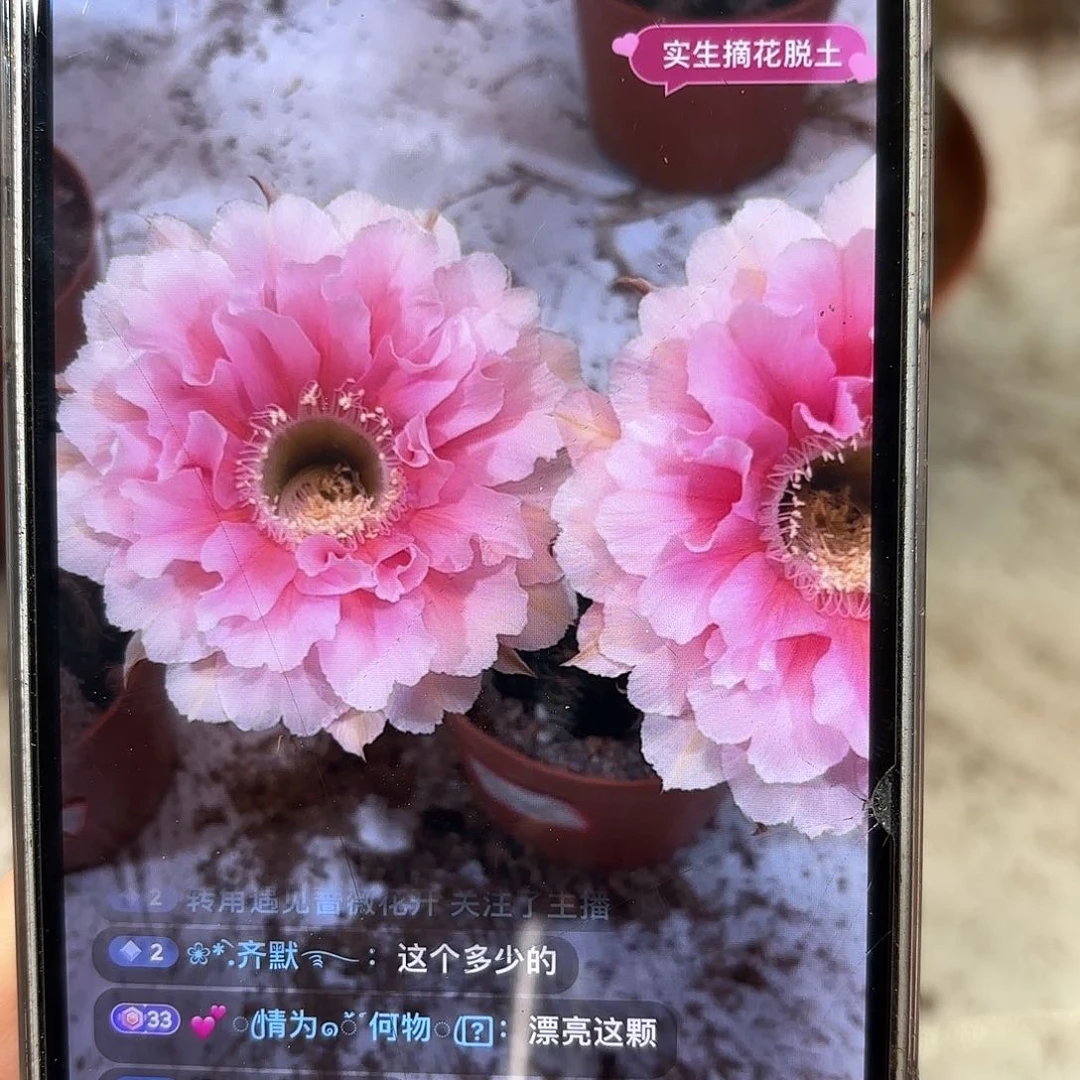 彩草珊瑚7-7.5公分左右