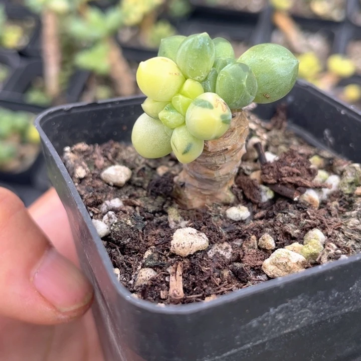 贾***悦一我一拍千代田锦满18