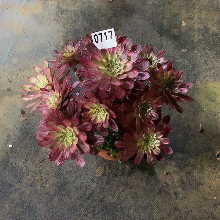 雨**秀多肉红腹轮717000