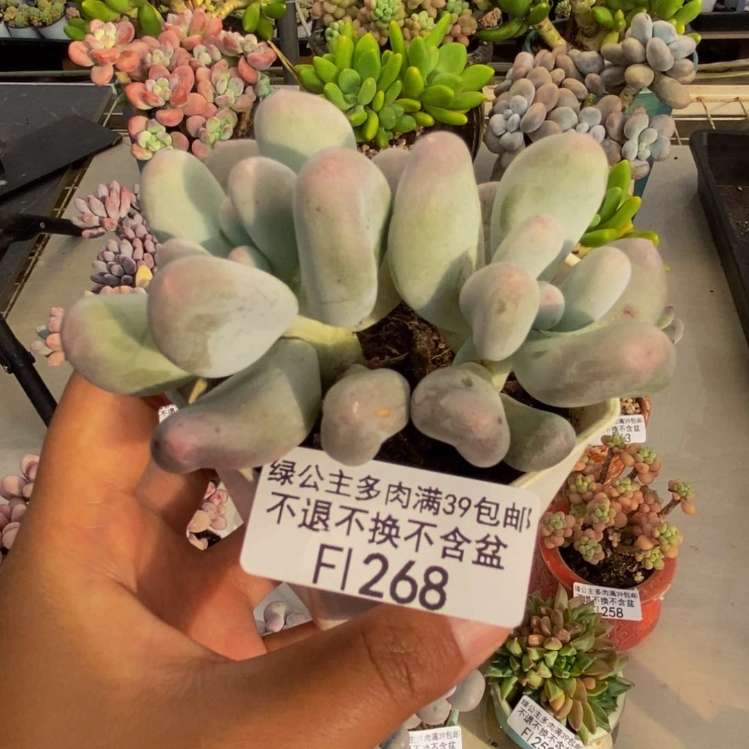 268米可奶多肉6c m
