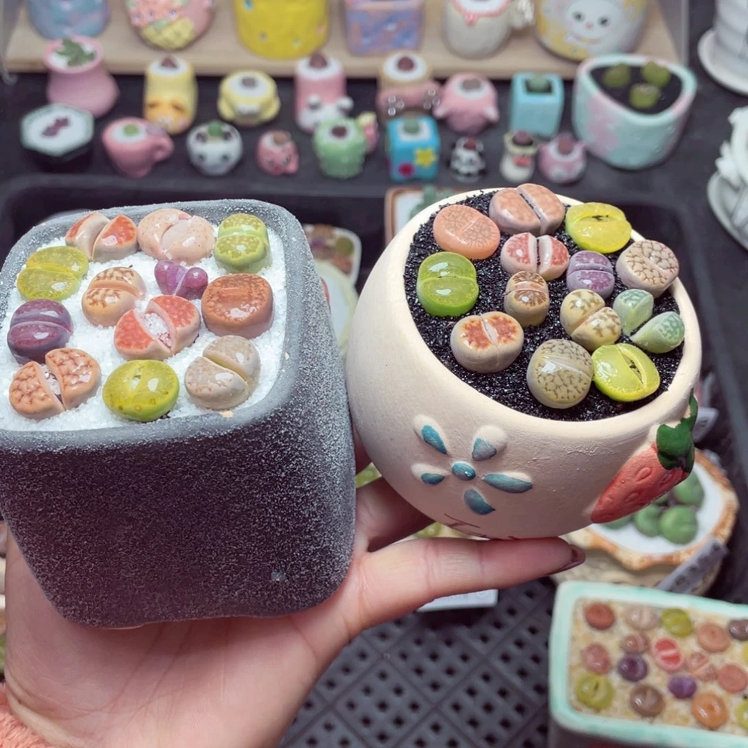 w8274 带盆土发货 -零下地区拍保温箱