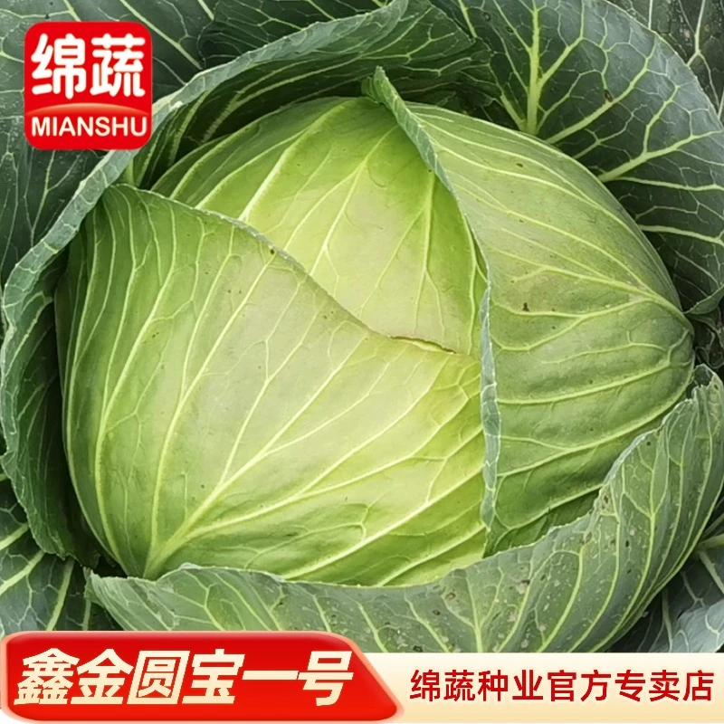 绵蔬【鑫金圆宝1号】甘蓝种子外叶没有蜡粉，叶片短小，早熟，3斤左右