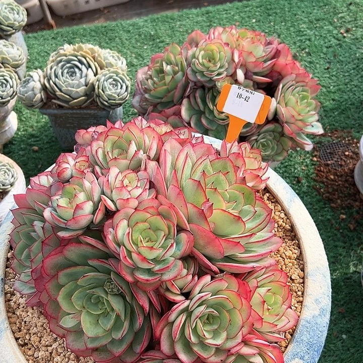 10.42牡丹亭一个脱土