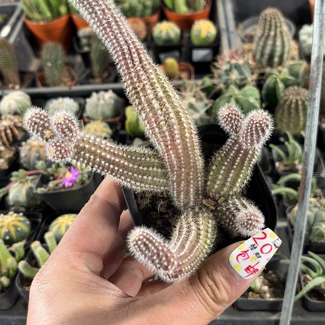 树***⊖25283一物一拍单头发货