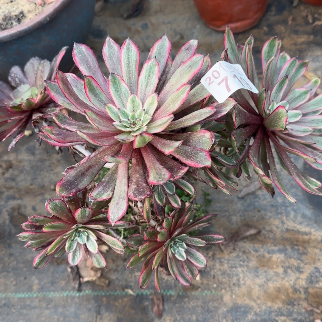 紫霞仙子719满20包邮断枝不包