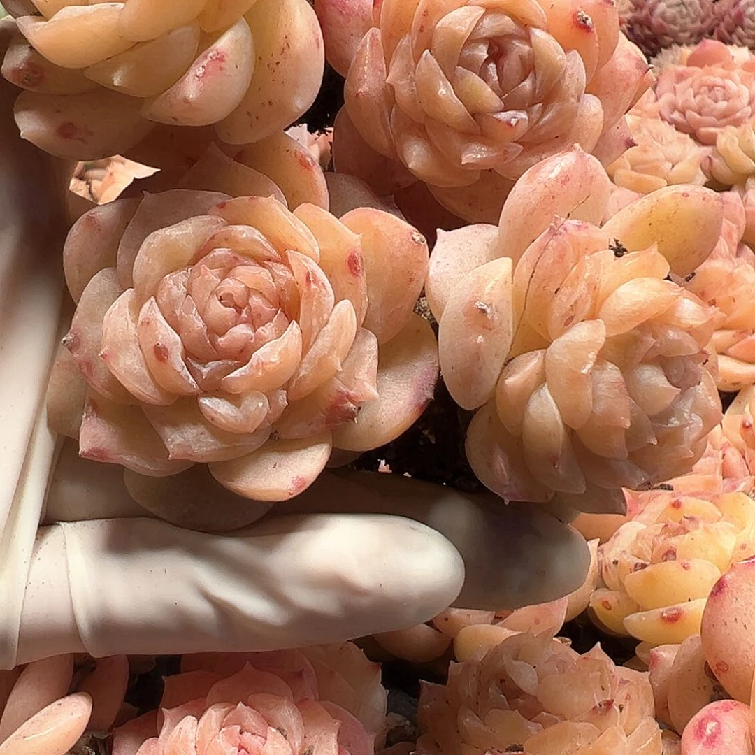 冰贵妃，一单四颗