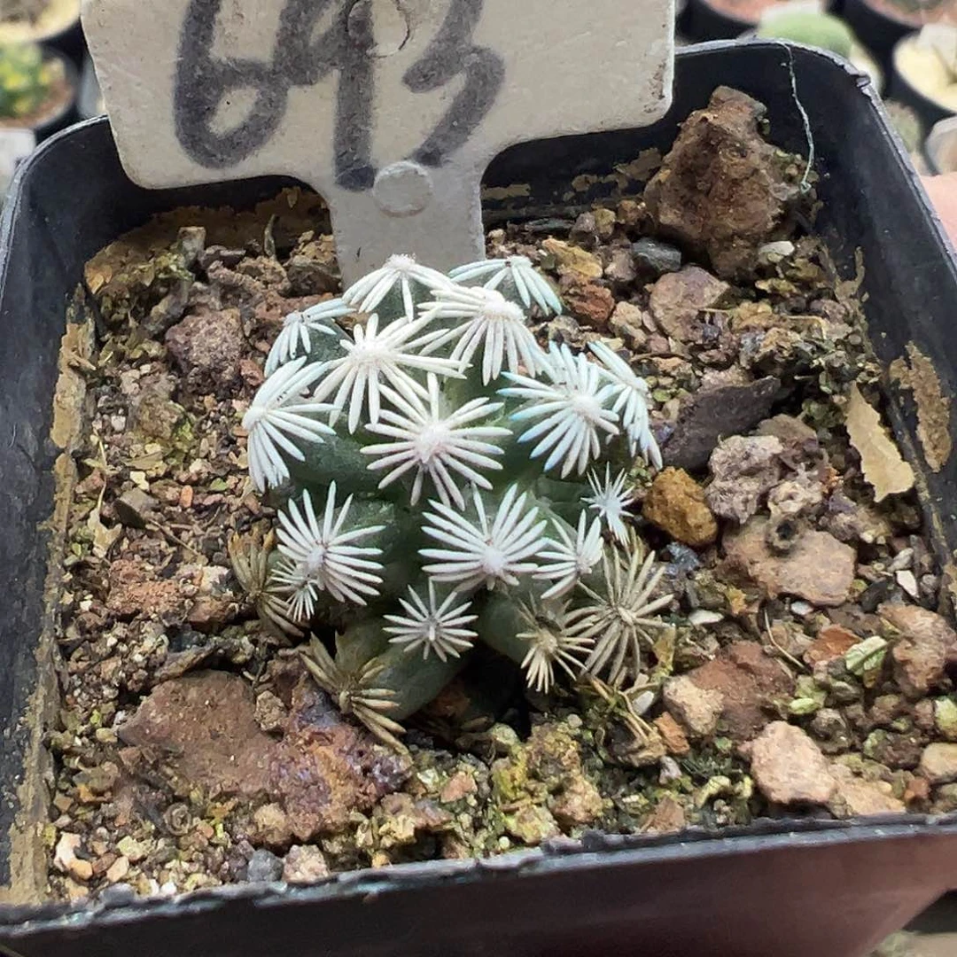 693孤月丸大萝卜根