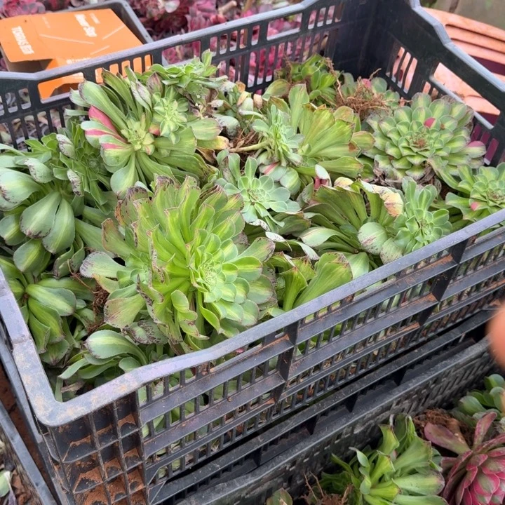 实生根知否啊啊啊