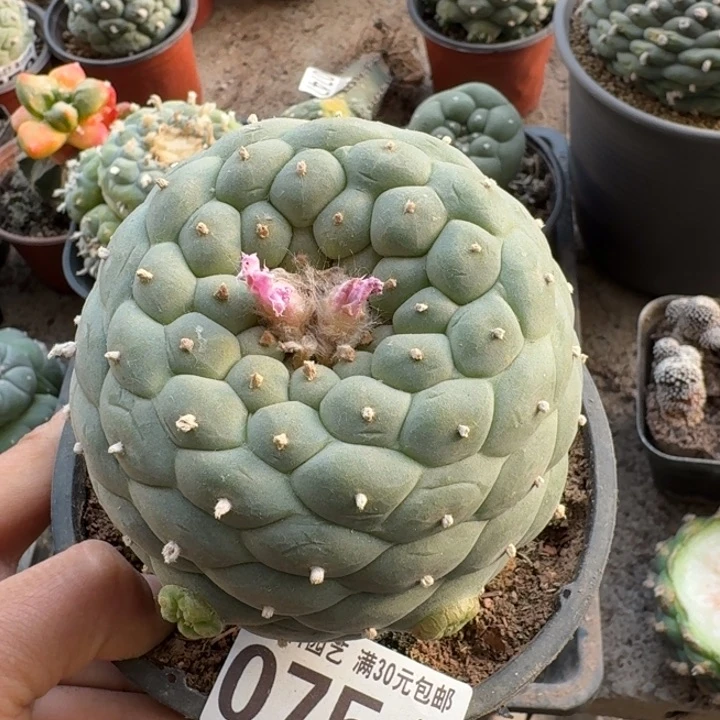 0754苗接大佛头仙仙人球