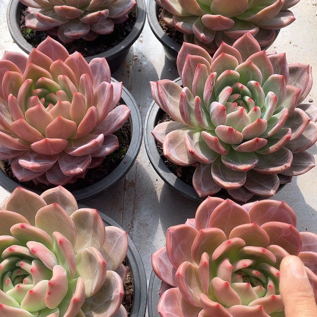 Q橙香槟单头15厘米可挑