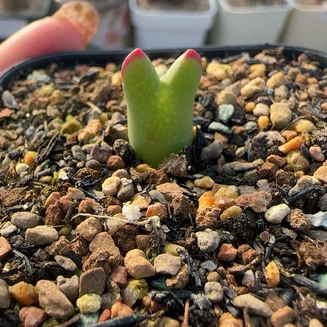 吻***安多肉植物绝皮卡丘特124号