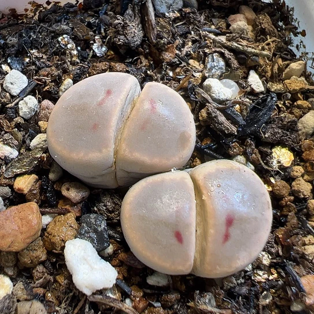 251多肉植物种类多样