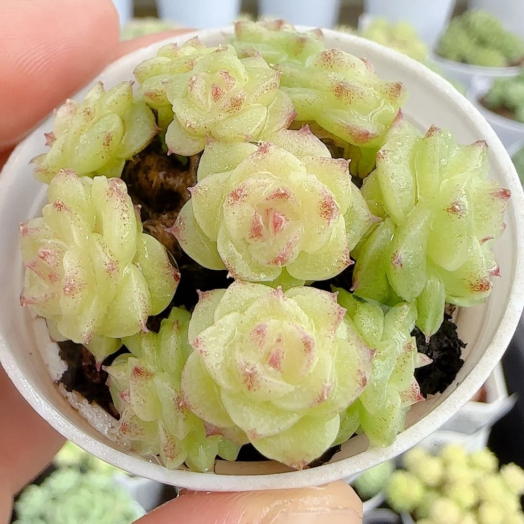 【闪购商品】0924-101粉心麦杆