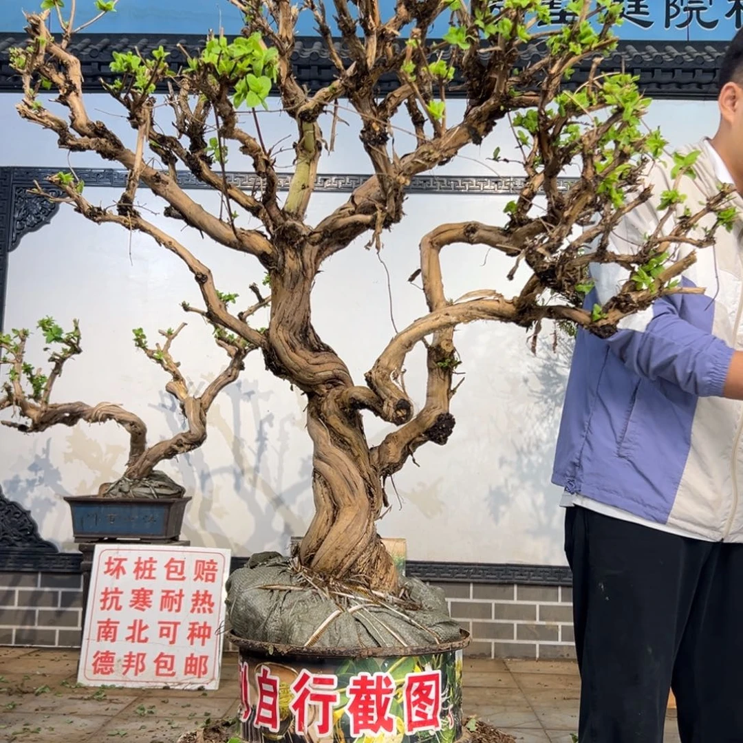 完全开放金银花开花39955988
