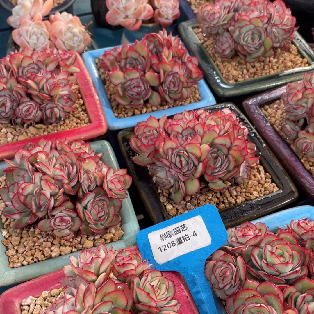 1208-4-牡丹亭群福利一颗量拍