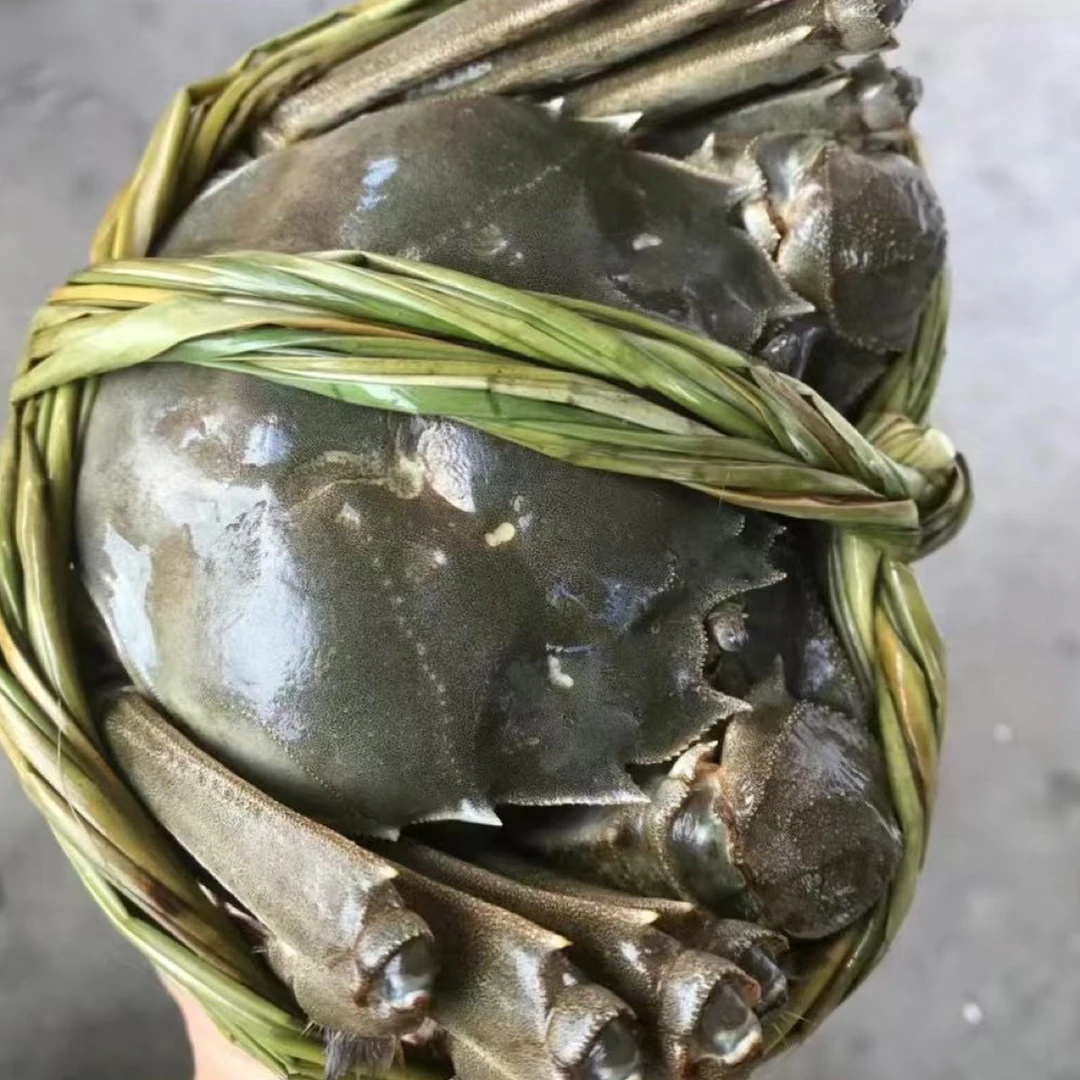 【活蟹】江苏精品母蟹2.5两（规格2.4～2.1两）6只（确保黄能结块）