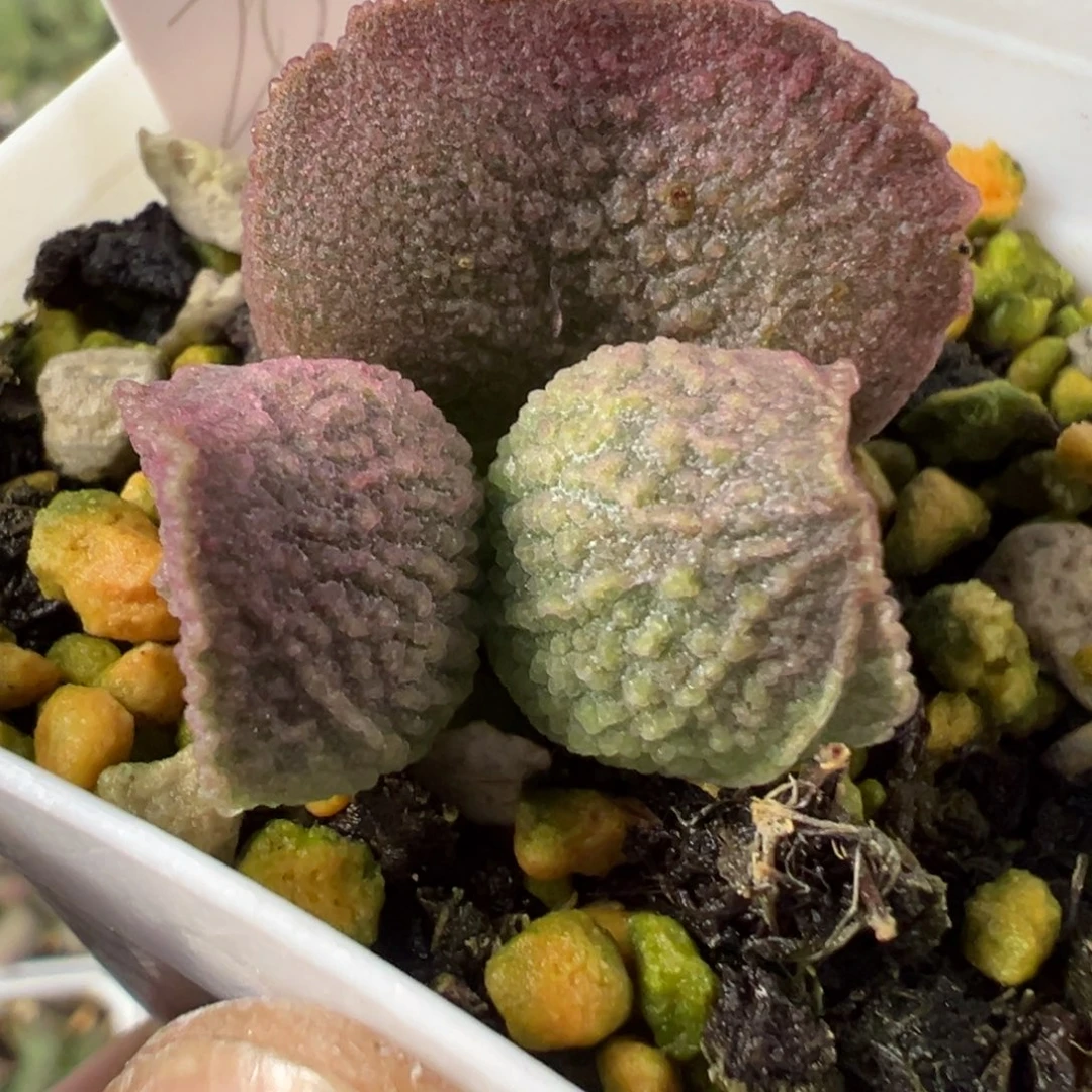 水泡多肉植物水泡多肉植物