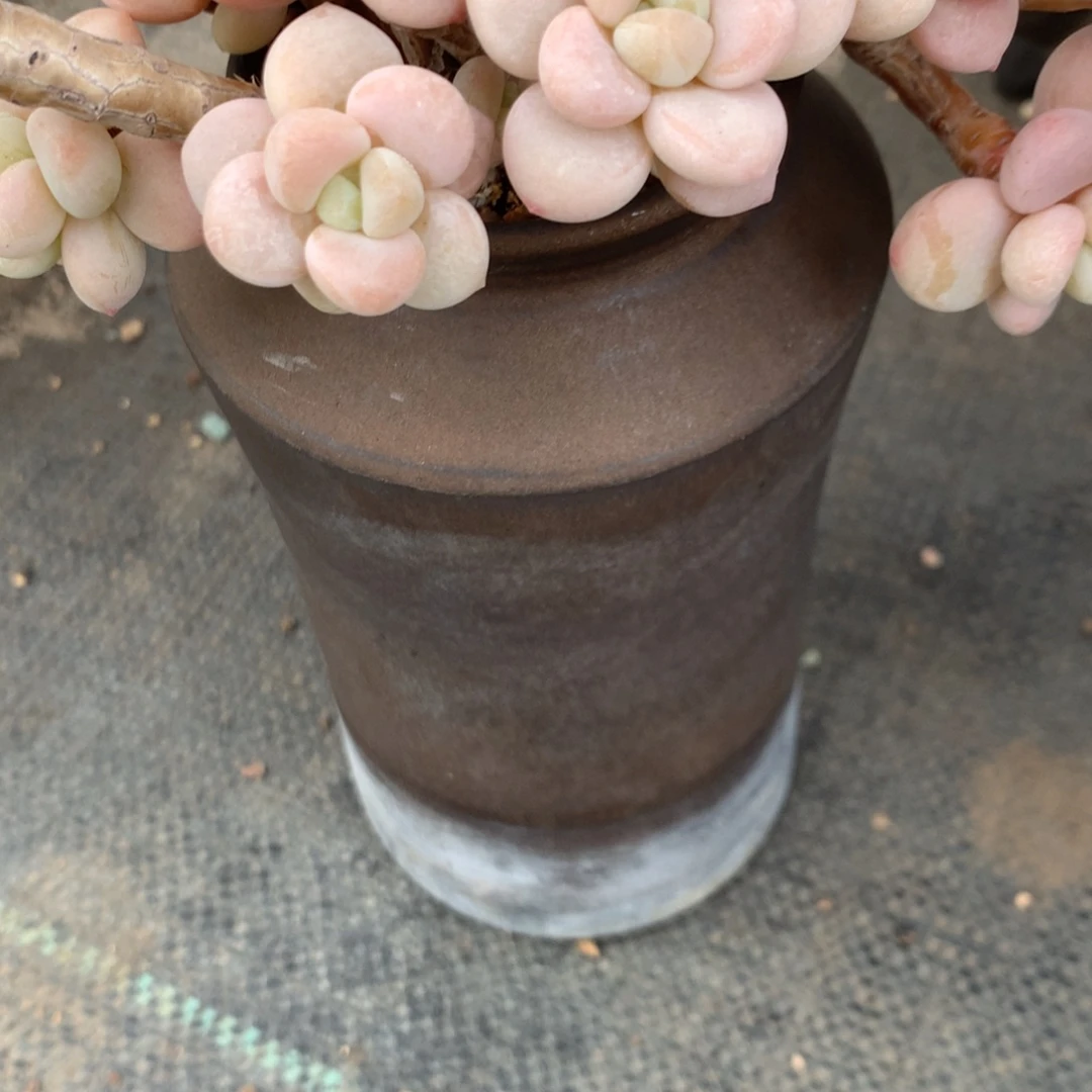 红陶小*人中有许多小动物是有