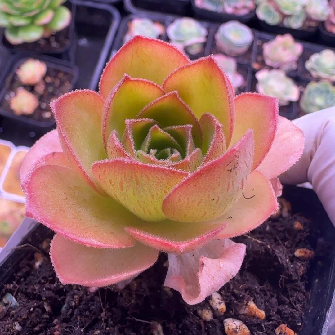 L743半城玫瑰盃连大帕不含盆土