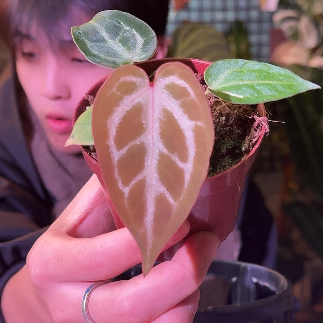 大部分花苞少量开放H320粉柠檬红杂skg银