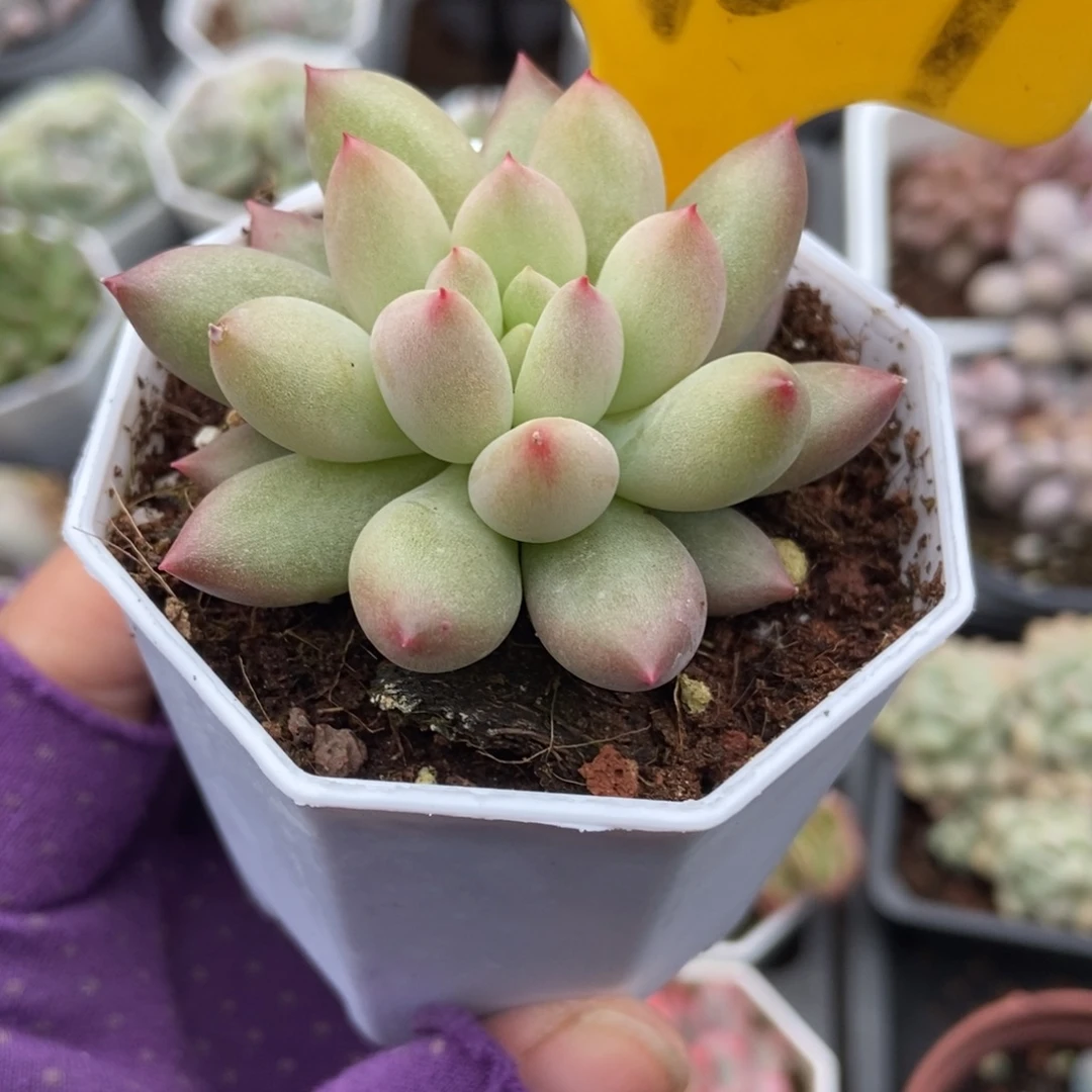 1929二代虞美人多肉植物