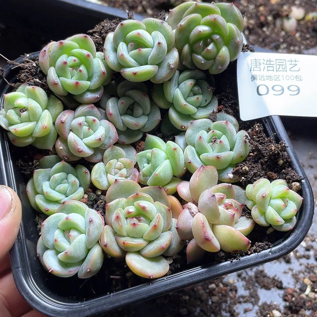 珍妮混一物一拍099