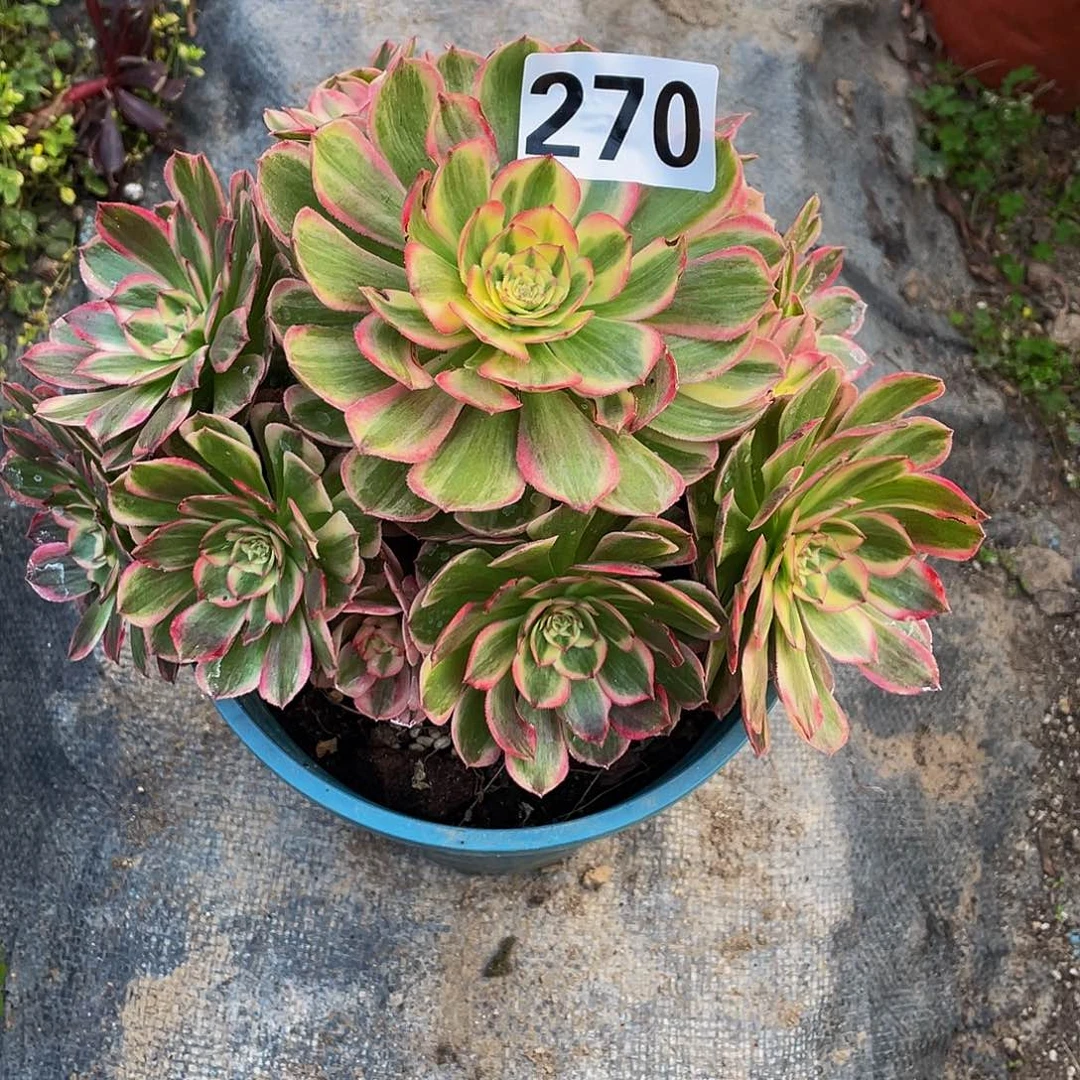 多肉法师270号海神发货不包损