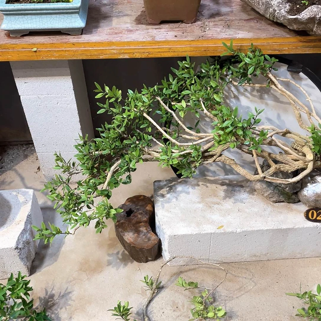 深****园一起走进这个美丽