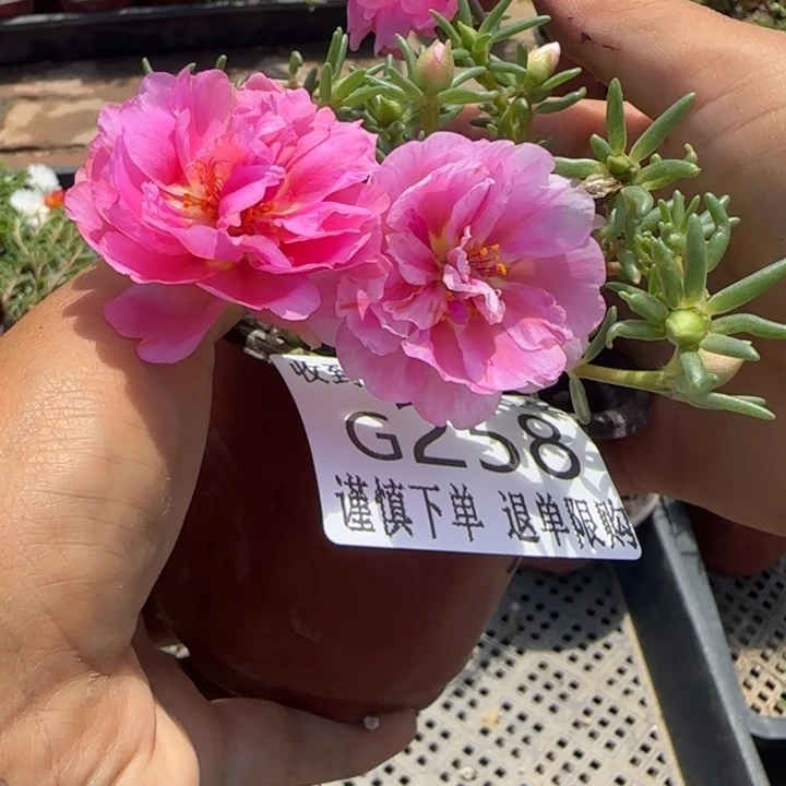 无花朵G258超小苗盆口10cm可能有虫