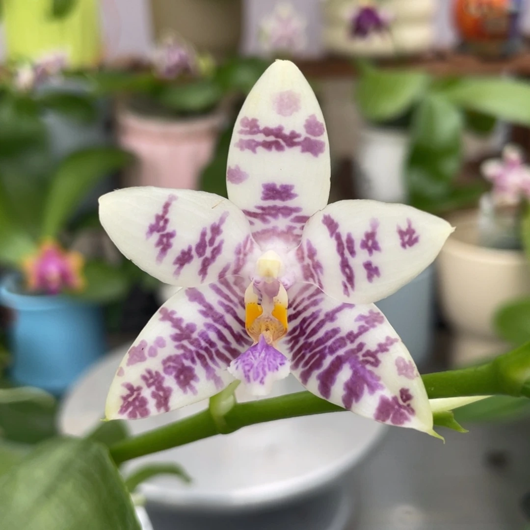 完全开放双11特惠