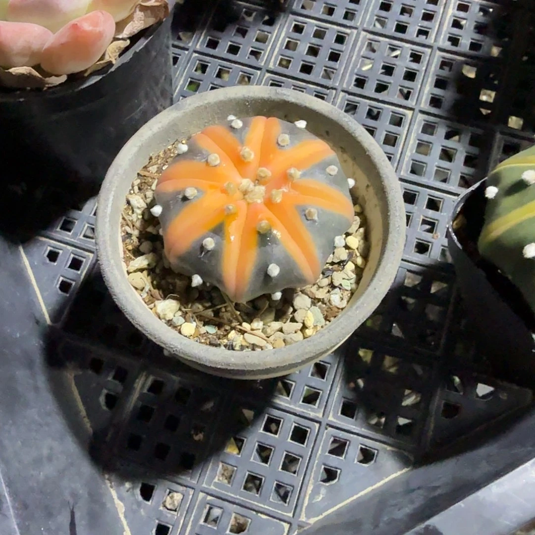 星斗带盆多肉植物