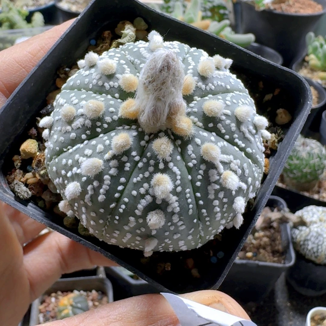 260连线兜带盆发货