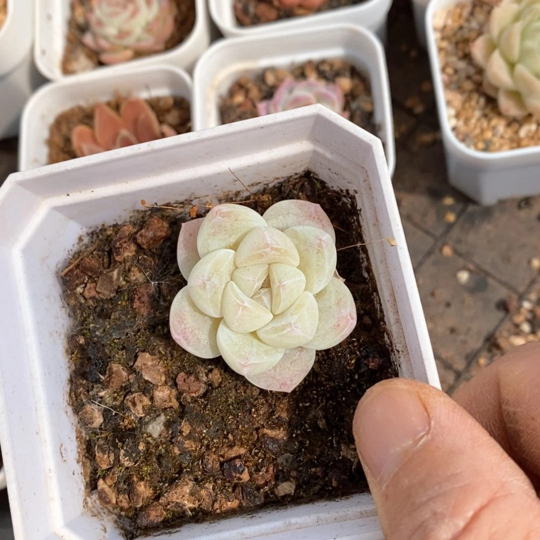 精品多肉一物一拍不包整115