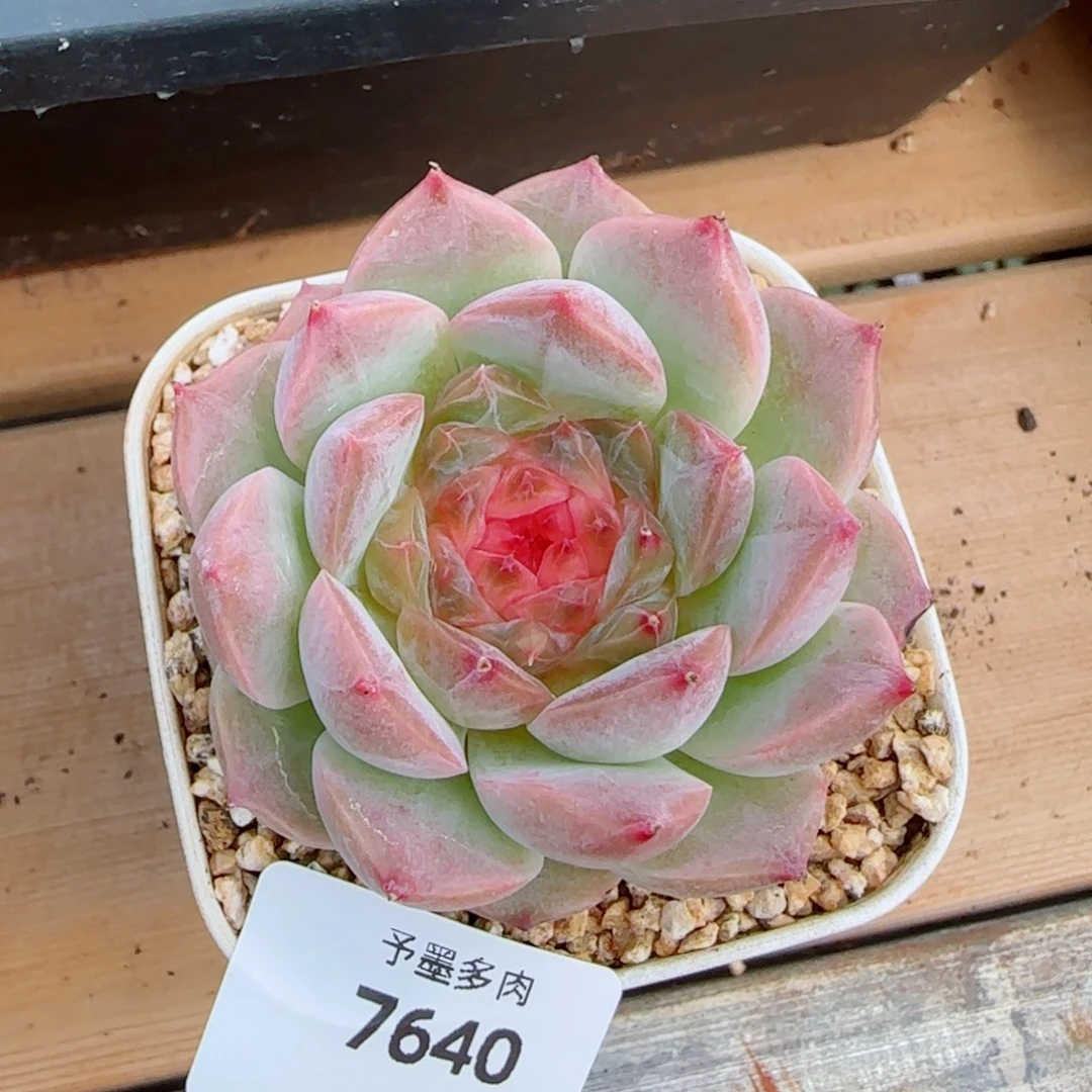 孤品福利，7640多肉植物