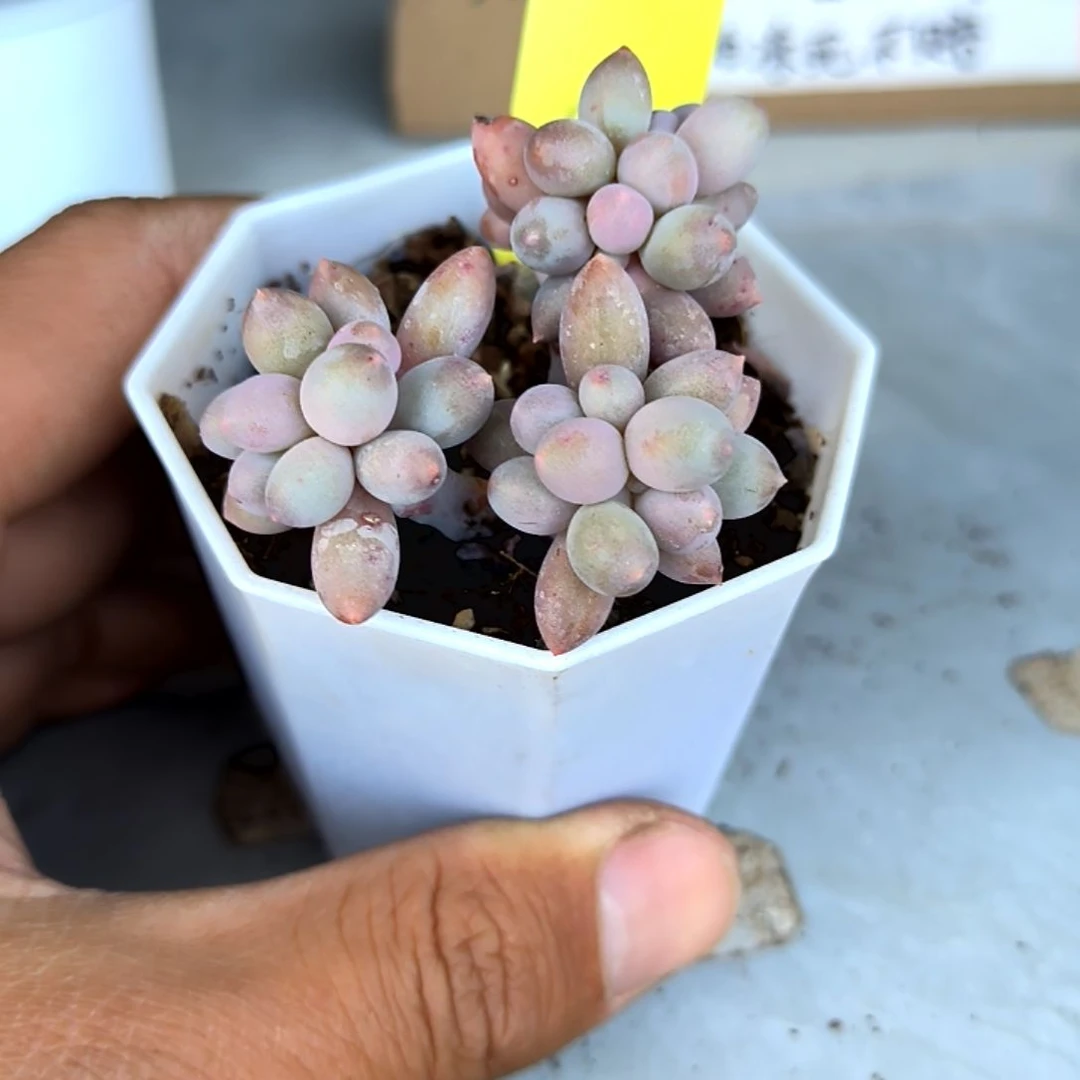 满6元包邮，婴儿手指3/6头，60号