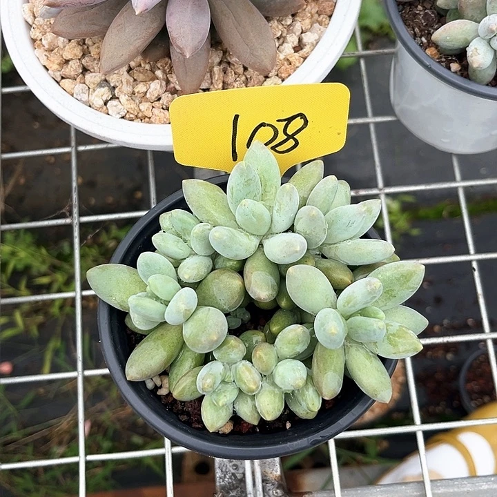 白兰地108号码牌子的话题了