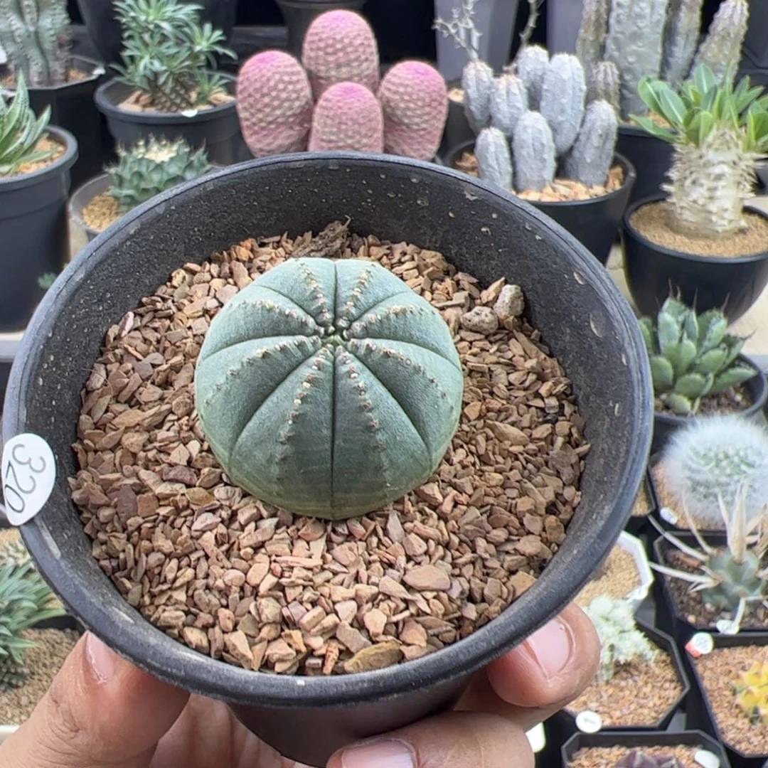 欧布实生3.2一物一拍带盆发