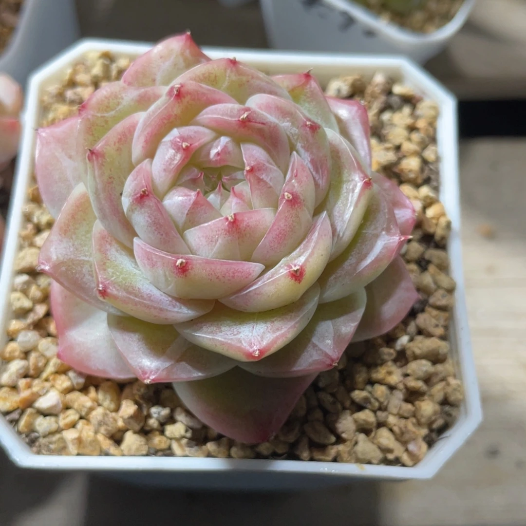 优选奶芙珍妮多肉1947