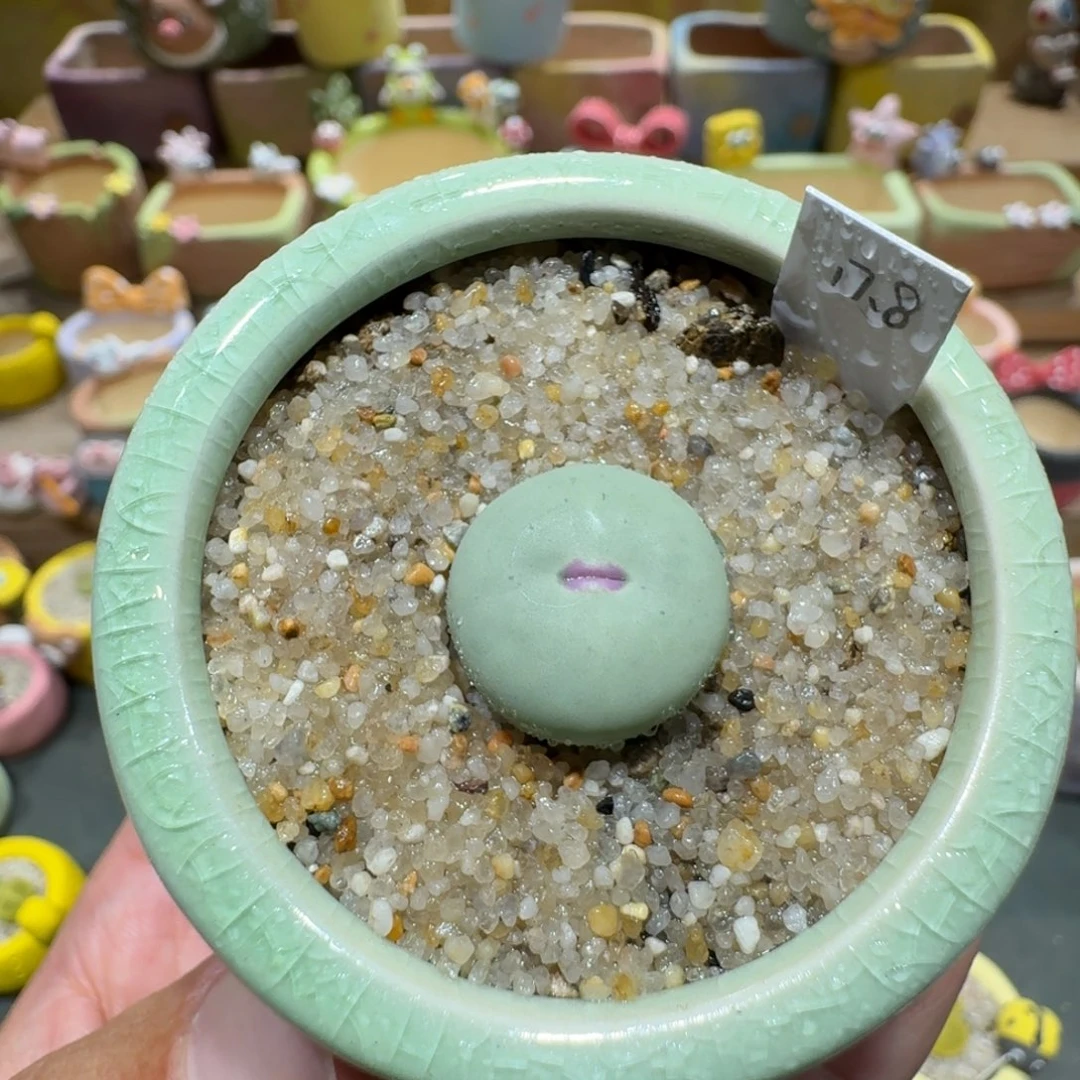 蘑菇1073红嘴多肉植物