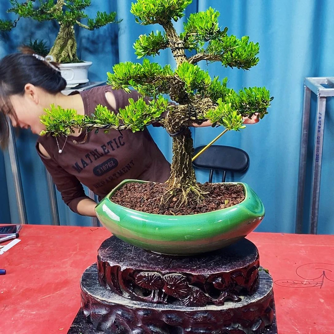 完全开放广东黄杨盆景