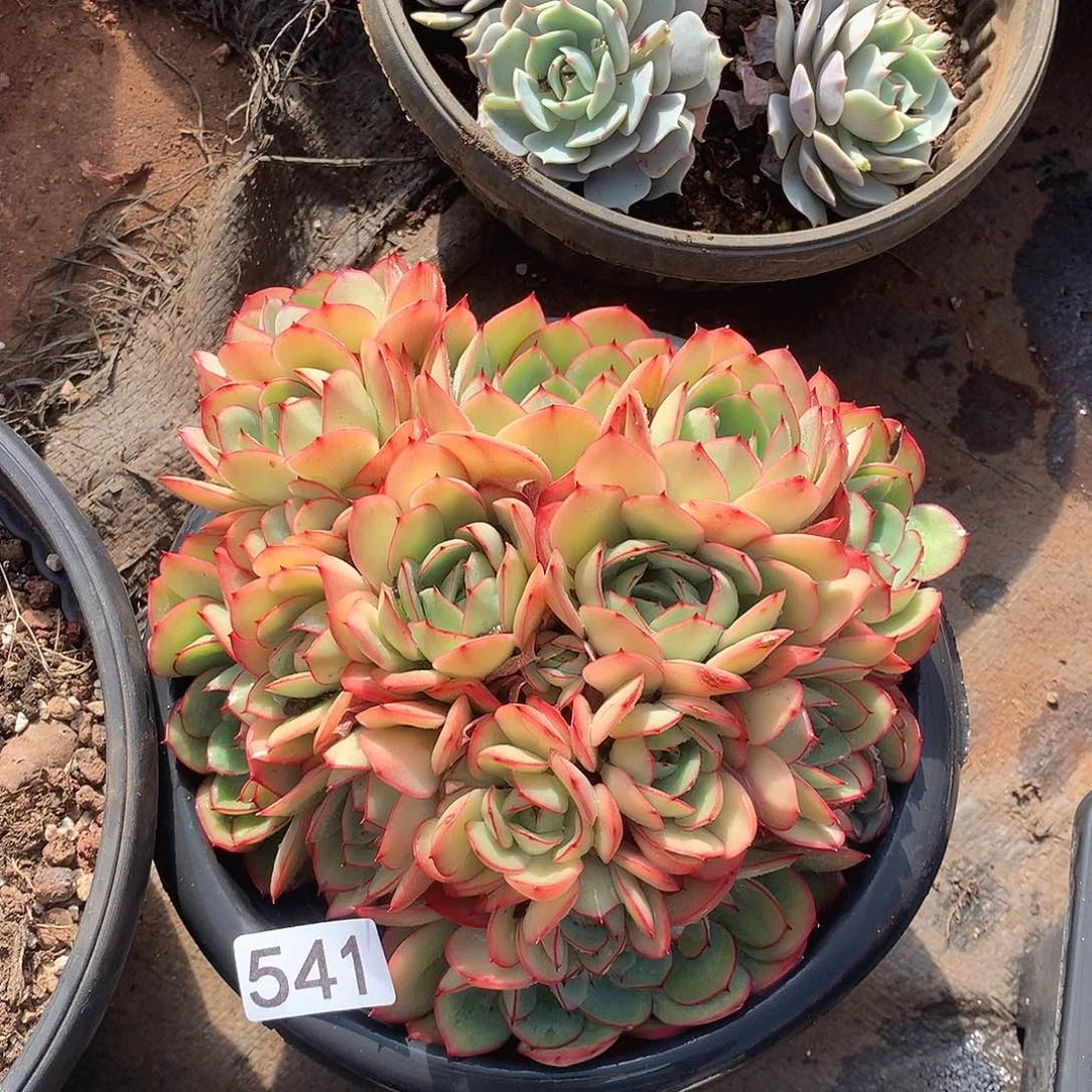 541牡丹亭 一物一拍多肉