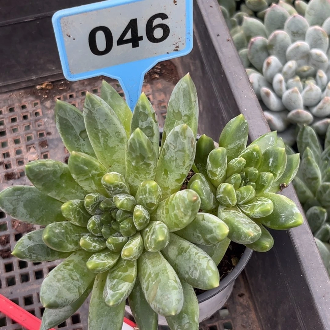 水晶萝莉一物一拍046