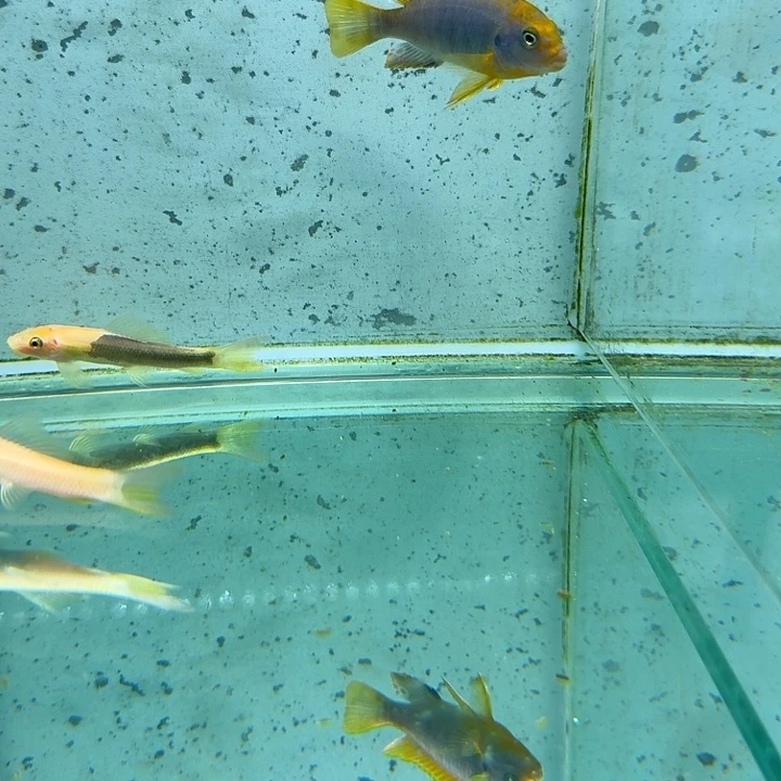 霓虹灯鱼红鸡1092。